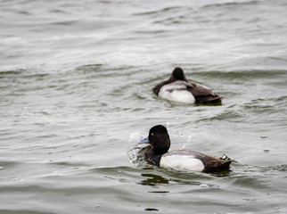 Lesser Scaup