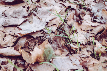 Background for melancholic mood of dried leaves on the ground with blue tones.