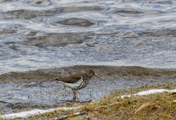 Spotted Sandpiper