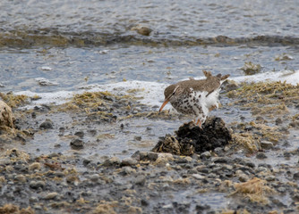 Spotted Sandpiper