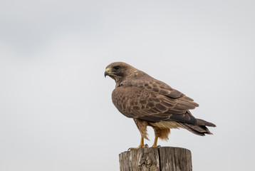Swainson's Hawk