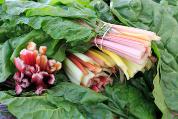 Colorful swiss chard bunches- landscape