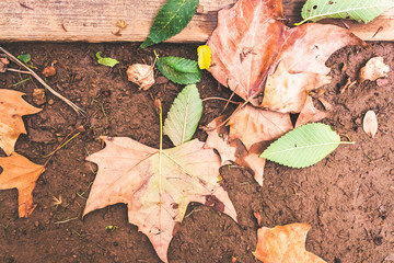 Dry leaves fallen on the ground one autumn afternoon.