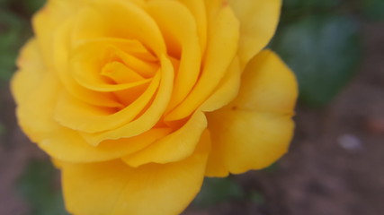 yellow rose