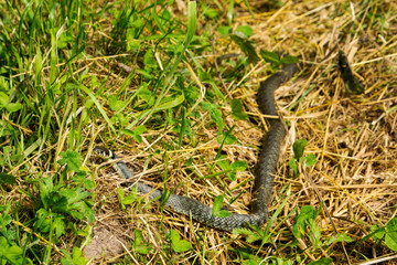Grass snake in wilderness on a green meadow, it is a Eurasian non venomous snake, Poland