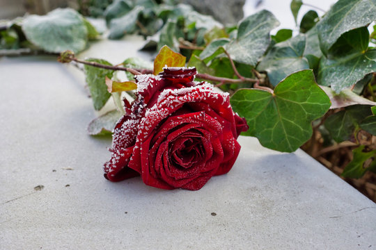 Eisrose