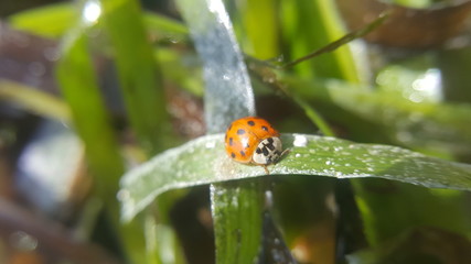 ladybird on leaf