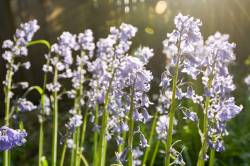 Obraz premium Bluebells in bright sunlight