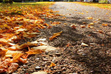 Bright orange autumn dry leaves on asphalt. Autumn background with free space for text.