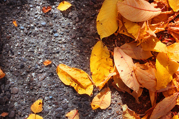 Bright orange autumn dry leaves on asphalt. Autumn background with free space for text.