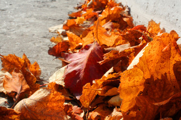 Bright orange autumn dry leaves on asphalt. Autumn background with free space for text.