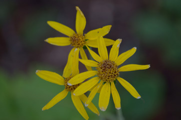 alpine flower