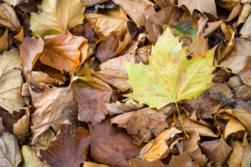 Single yellow autumn leaf resting on a pile of fallen brown leaves in varying stages of drying