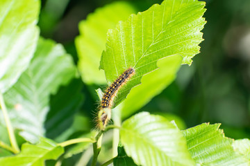 Caterpillar on a leaf