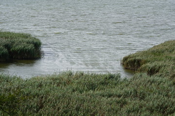 Schilfufer des Hemmelsdorfer Sees