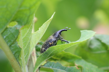 Bitterleaf Bug