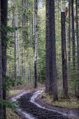 Muddy trail through the woods