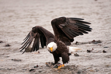 Bald Eagle with chum salmon