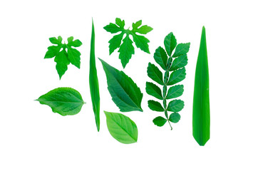 Set of leaves in tropical forest, green, yellow, isolated on a white background