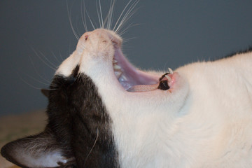 woman in white dress