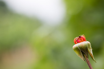 single flower close up 