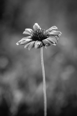 black and white single wild flower close up