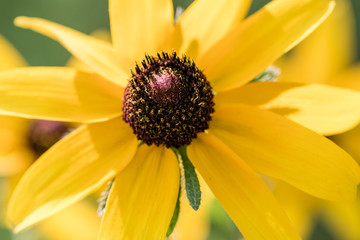 single yellow daisy flower