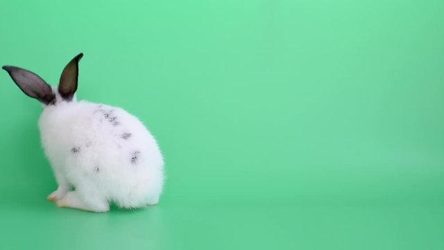 White adorable bunny rabbit with black ears survey around the area and look active on green screen.