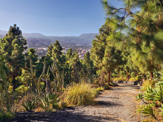 Hiking trail through Canarian pine forest