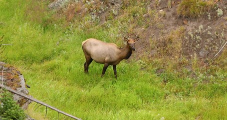 Yellowstone National Park wildlife and animal refuge for great herds of American Bison Buffalo and Rocky Mountain Elk. Geothermal ecosystem. Biology, geography and ecology.