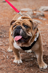 strong looking male english bulldog brown and white color