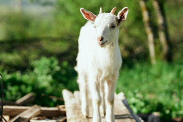 white goat in the farm