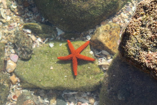 รูปภาพEstrelaDoMar เลือกดูภาพถ่ายสต็อก เวกเตอร์ และวิดีโอ124