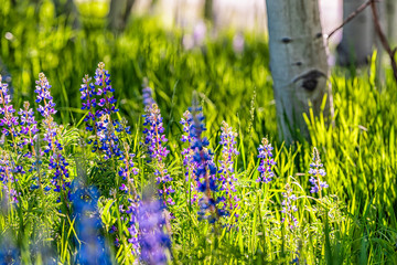 Many purple lupine flowers in small forest in Snowmass Village in Aspen, Colorado and many colorful...