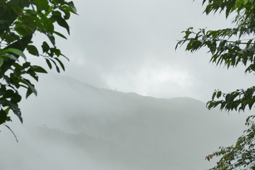 Between the trees towards the misty mountains