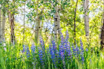 Group of purple lupine flowers in small forest in Snowmass Village in Aspen, Colorado and many...