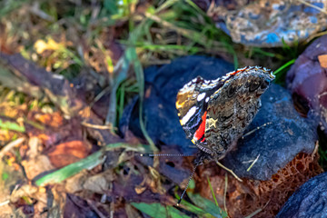 Butterfly vanessa atalanta known as red admiral or admirable