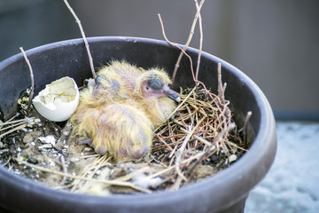 Closeup of two baby pigeons chicks sitting in the nest and sleeping - 289600225