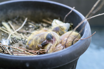 Closeup of two baby pigeons chicks sitting in the nest and sleeping - 289600227
