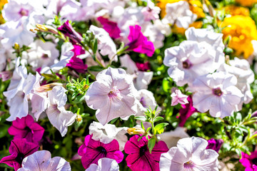 Fototapeta na wymiar Purple pink and white calibrachoa or petunia flowers macro closeup in basket potted plant with bokeh background during summer in Glenwood Springs, Colorado