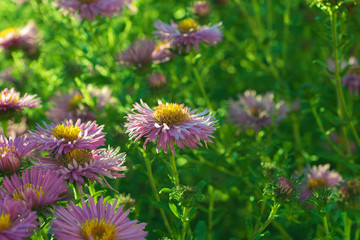 Pink flowers in the forest at the sunny day