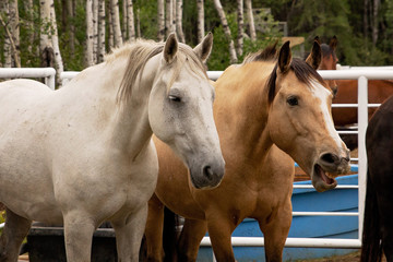 A comical braying gold coloured horse in a holding pen