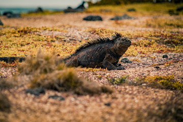  iguana walking on beach