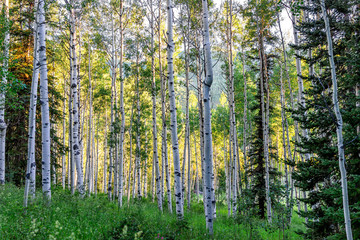 Aspen trees pattern in morning sunlight in summer on Snowmass Lake hike trail in Colorado in National Forest park mountains with green color