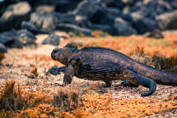  iguana walking on beach