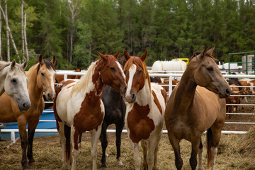 A holding pen of horses with a matching pair of brown and white spotted standing close together