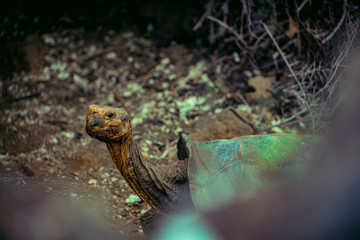 turtle on island