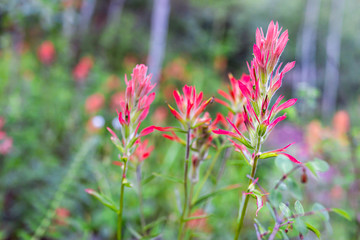 Closeup of red wildflowers on Snowmass Lake hike trail in Colorado in National Forest park mountains with Scarlet Indian Paintbrush Castilleja miniata flowers