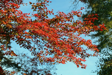 晩秋の彦根城周辺の紅葉