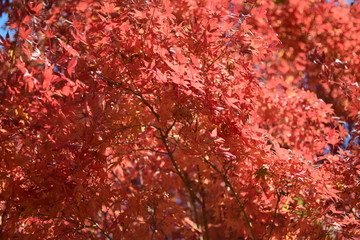 紅葉